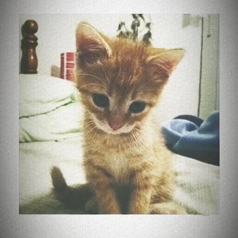 Meet your Posher, Victor